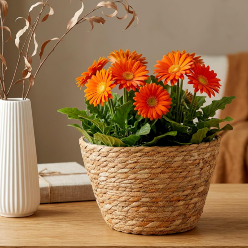 Natural Woven Jute Planter Cover – Bohemian Style