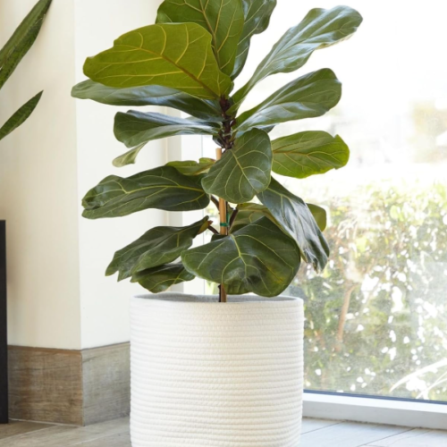 White & Cotton Rope Hybrid Plant Basket – 2-Piece Set