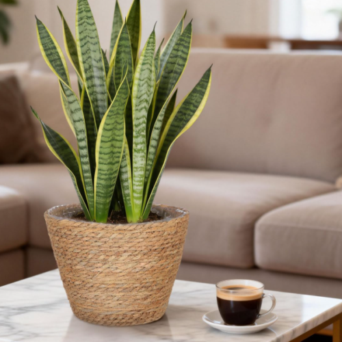 Seagrass Woven Planter Cover – 2-Piece Set With Liners