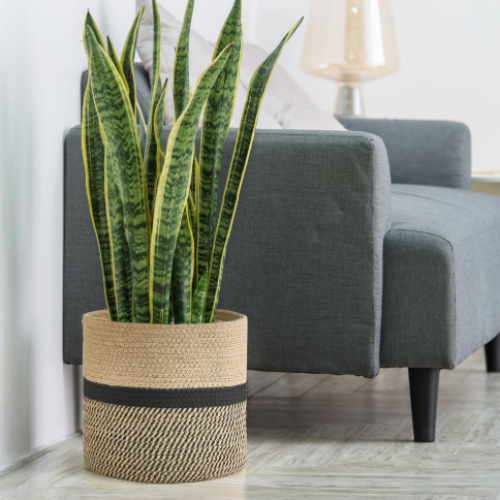 Jute Plant Basket / 3-Piece Set With Oval Storage Baskets