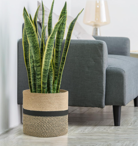 Jute Plant Basket / 3-Piece Set With Oval Storage Baskets