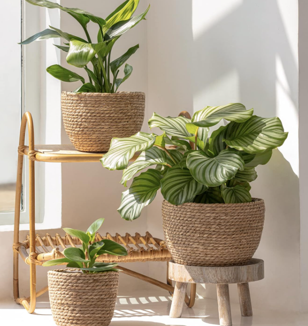 Natural Seagrass Plant Basket – 3-Piece Woven Set - Image 2